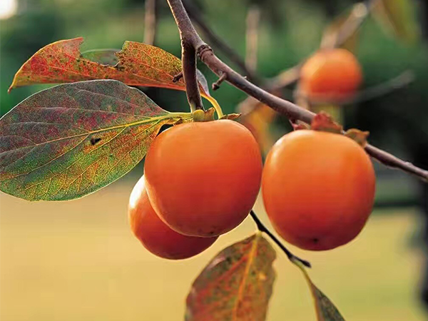 像莫言一樣講故事，紅瓜子告訴你真實的企業宣傳片制作
