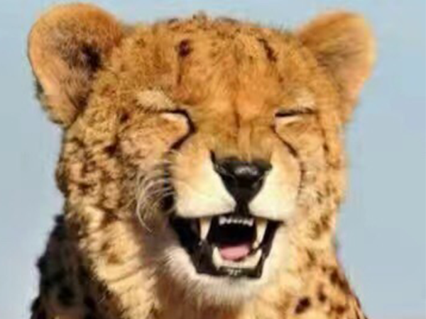 瓜子故事丨愿你學會，笑著低下頭！