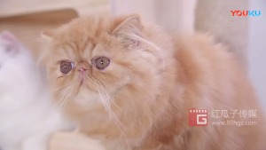 紅瓜子文化傳媒-翠逸居產品宣傳片